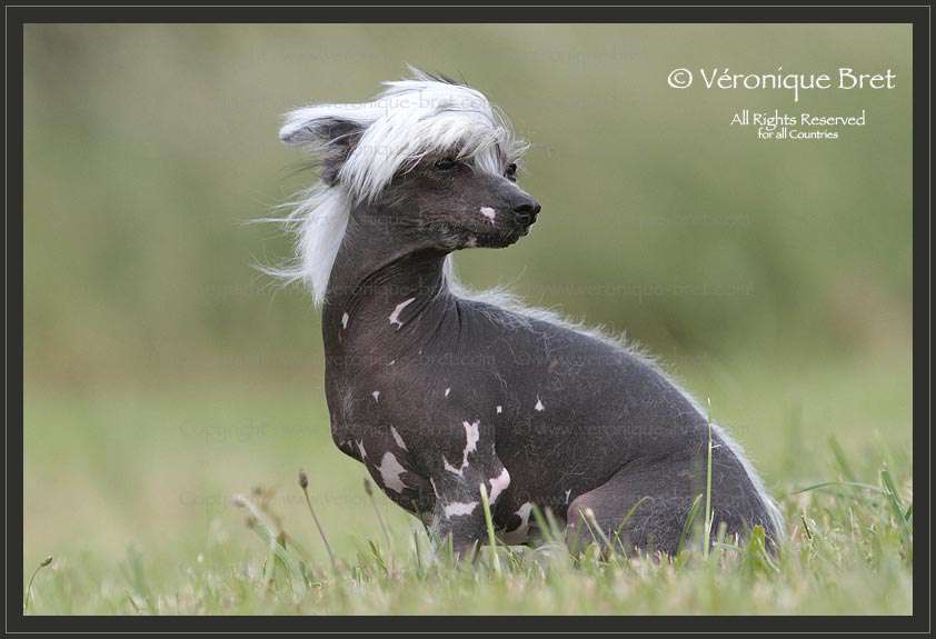 Pu Yi's Dynasty Liam Phineas