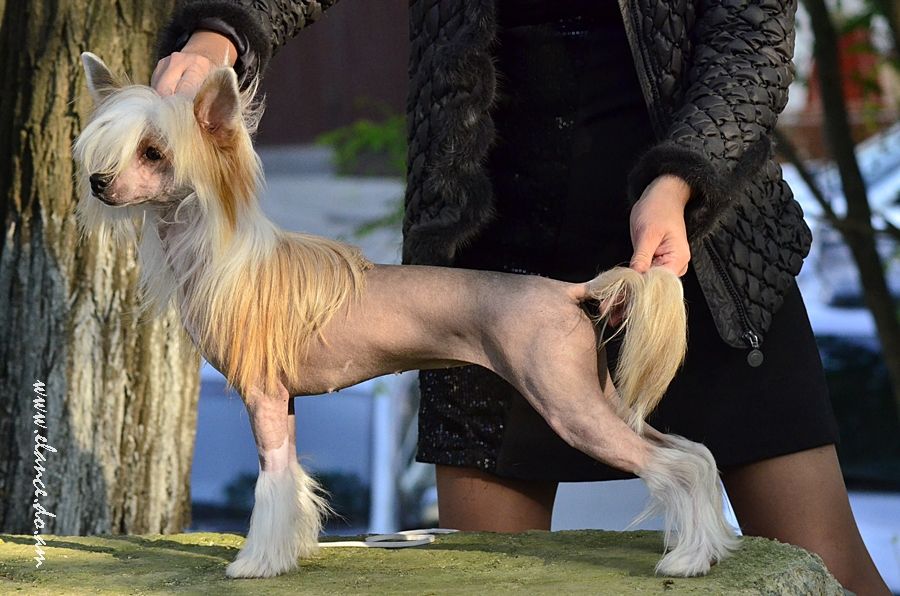 My Vanity Fair Gallea Chic