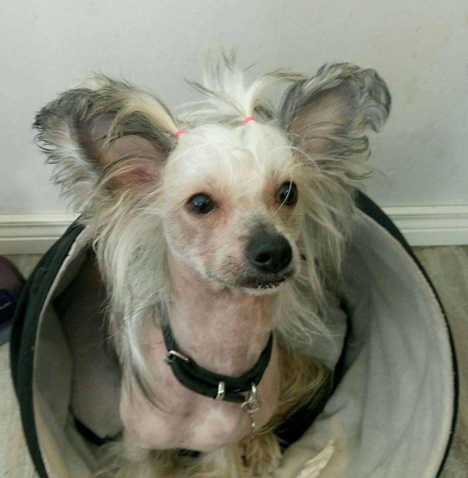 Beachcrest Going Quickly Hunter