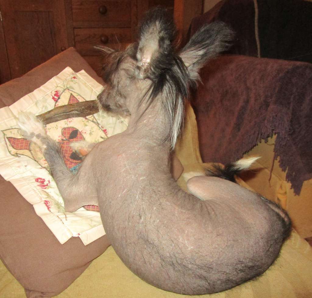 Scherzando Black Pawn