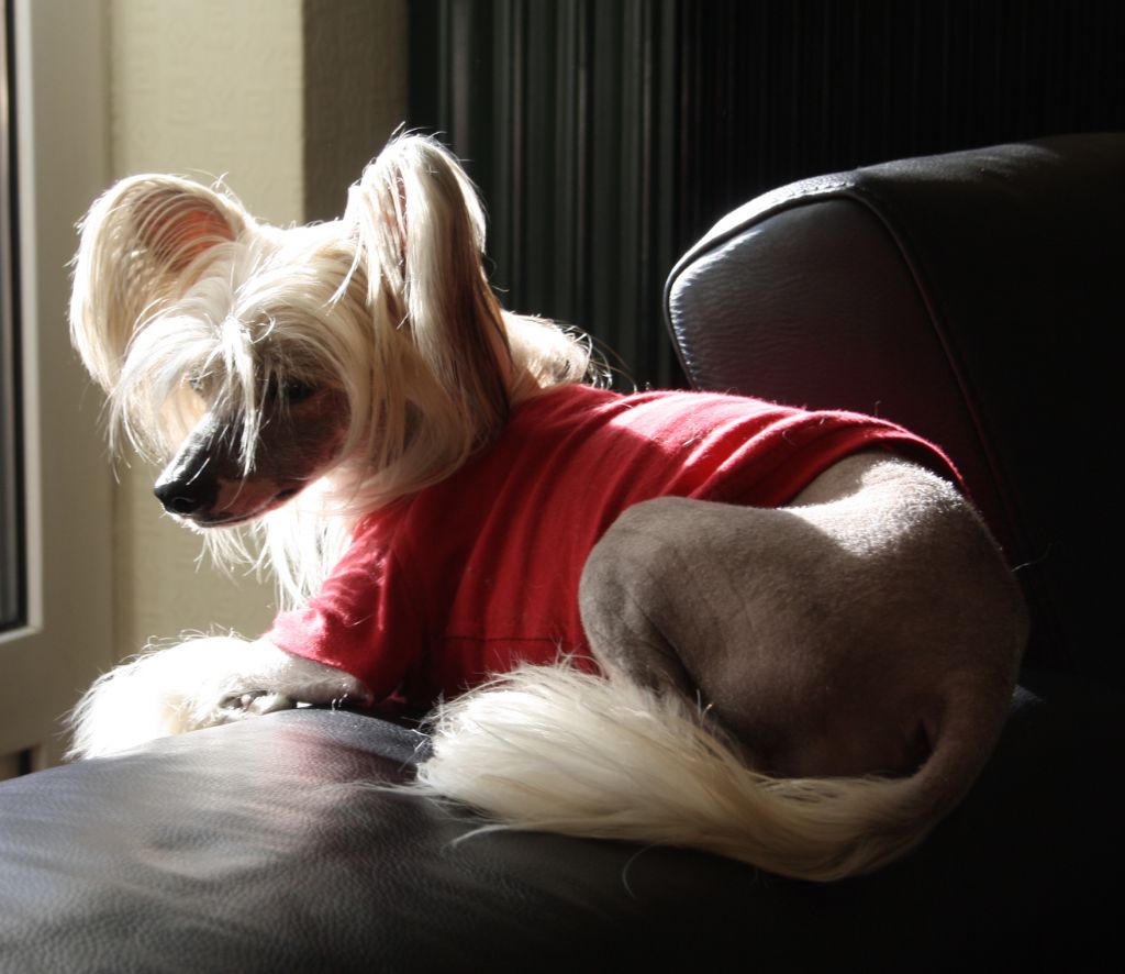 Chopart of Crazy Debbie