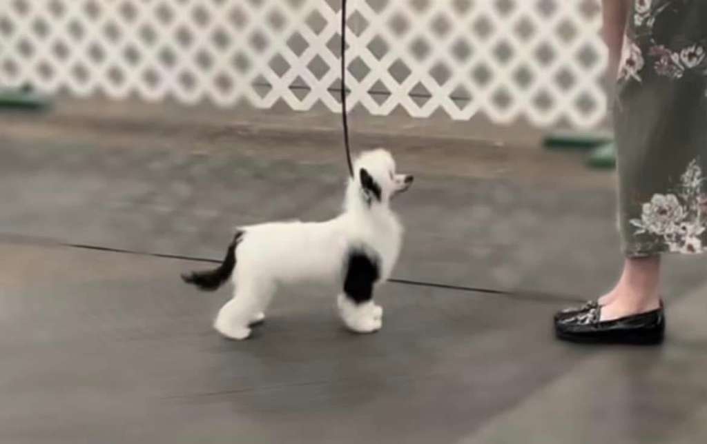 Taja Ancestral Magic