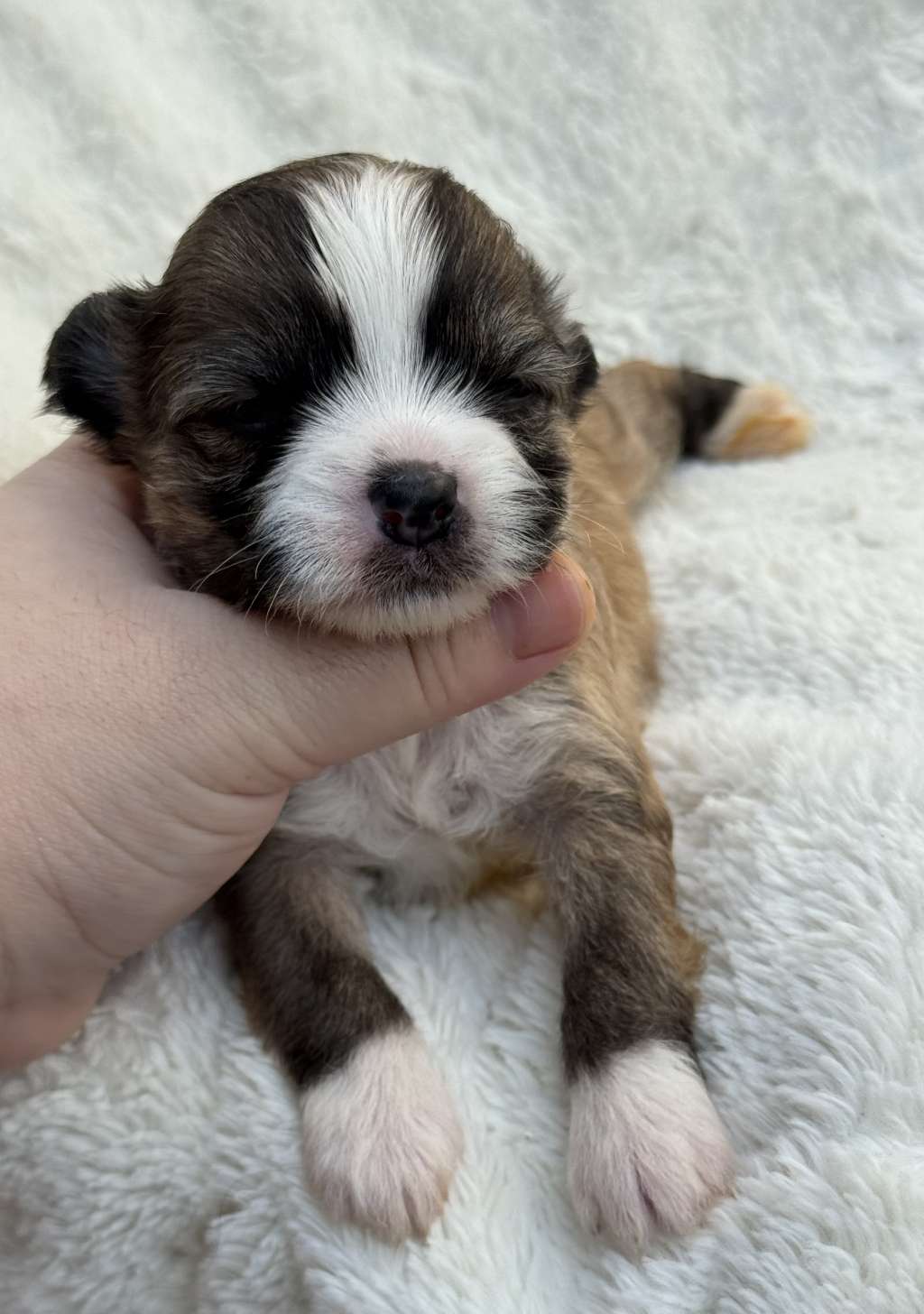 Rosa sinensis  of doreen