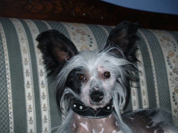 Joyway's Vampire Darien