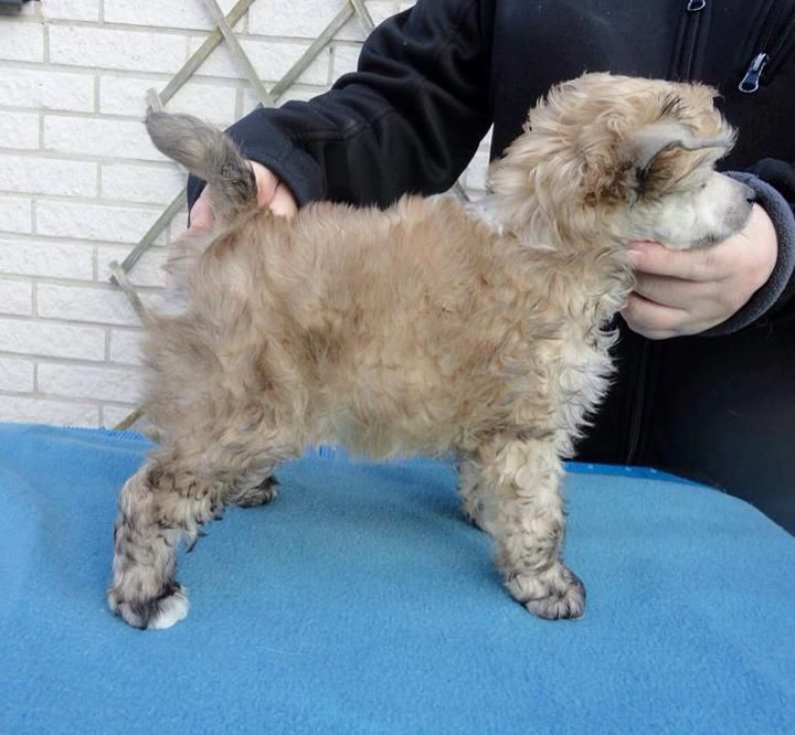 Tournais Going For Number One