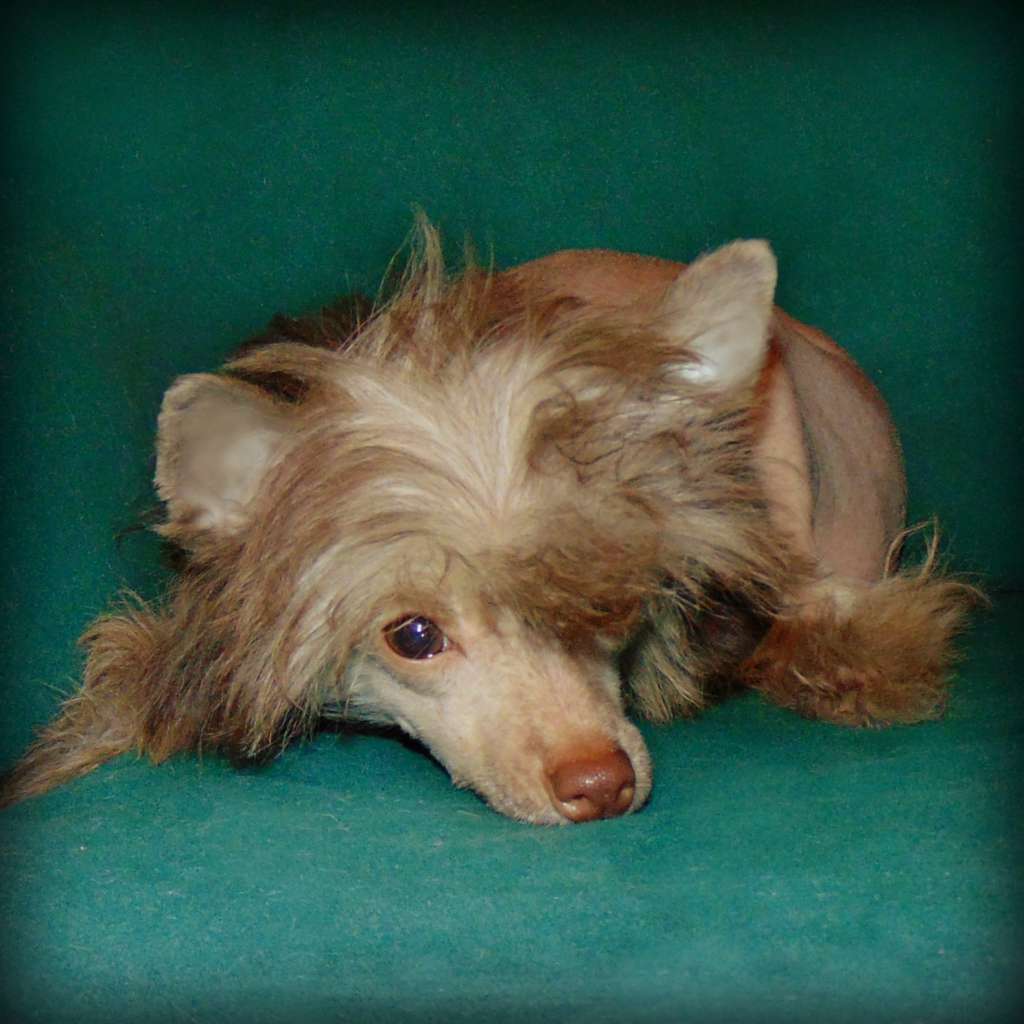 Millenium Pride Jollie Doll