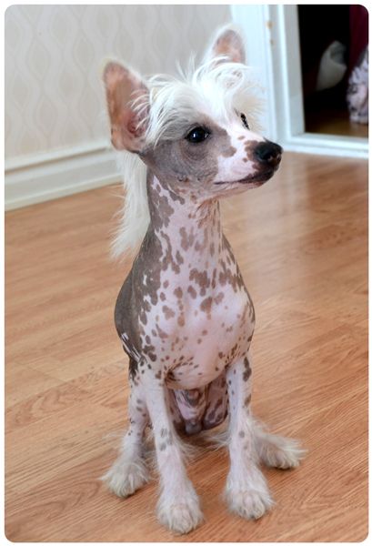 BarbieDolls Hugo Boss