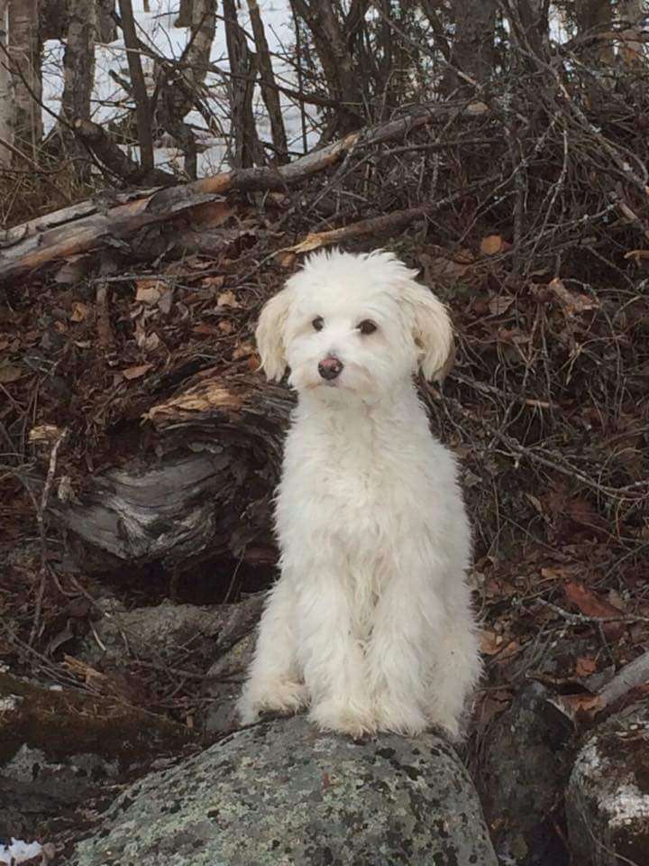 Amelion's Time Bandit