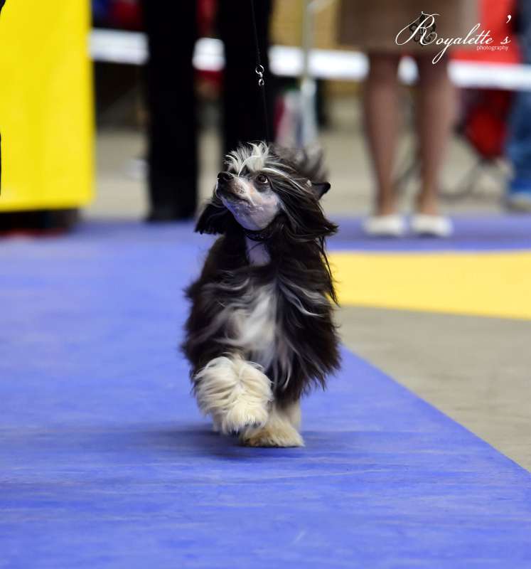 Drömtorpet's Keyyo soft as Onyx