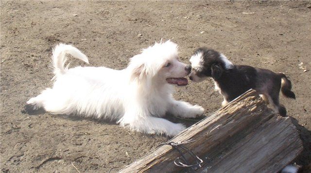 Tamerlan Beshtau Redkoi Krasoti