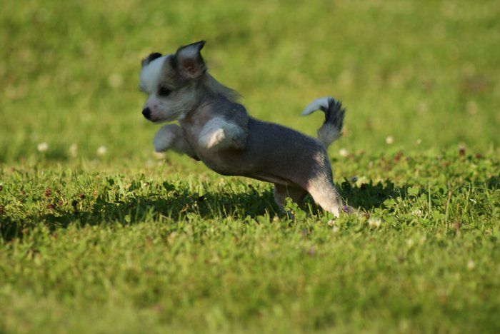 Be Lucky Little Pony