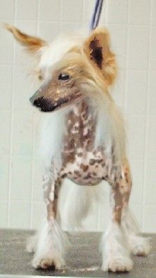 DreamCatchers Lucky Charm