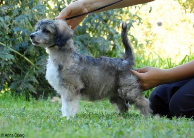 Bed'ykins Don-Quichiira