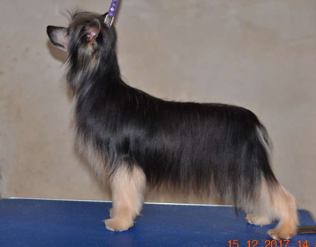 Harizma iz Sozvezdiya Khana