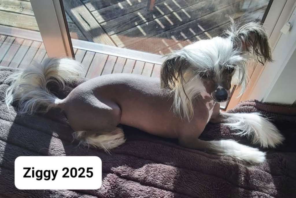 Koreke Ziggy Stardust