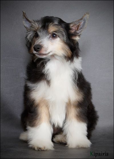 Dogland Happy Vancouver