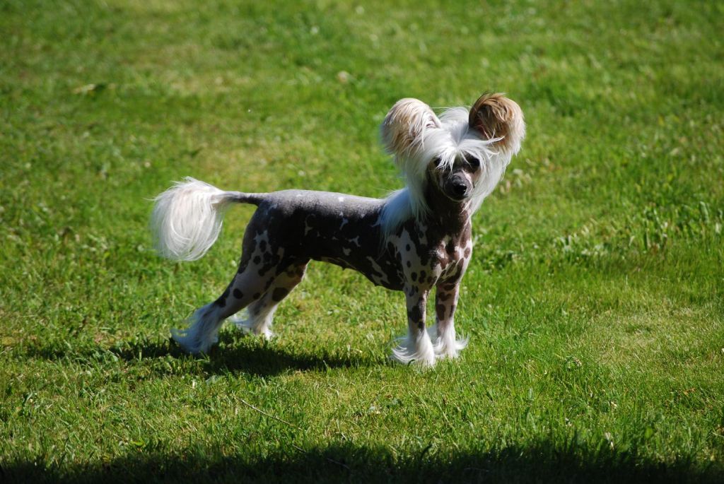 Xodix Brave Izabelle