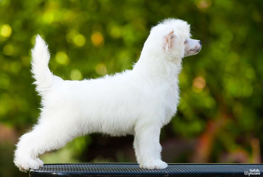 My Vanity Fair Rhapsody(puff)