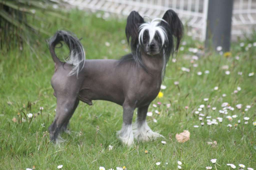 Hogwart Hallows du Domaine du Président