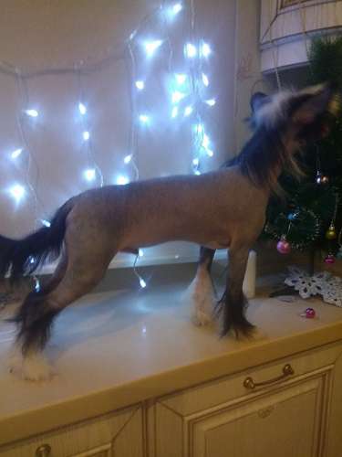 Apriori Vip Gavrik Successful Future