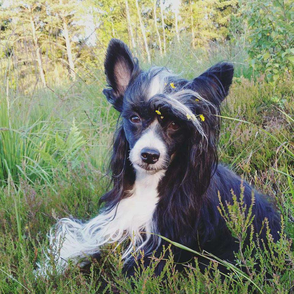 Jamaica Day 'N' Night de Fageiro