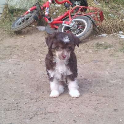 Jekadi's Au Chocolat