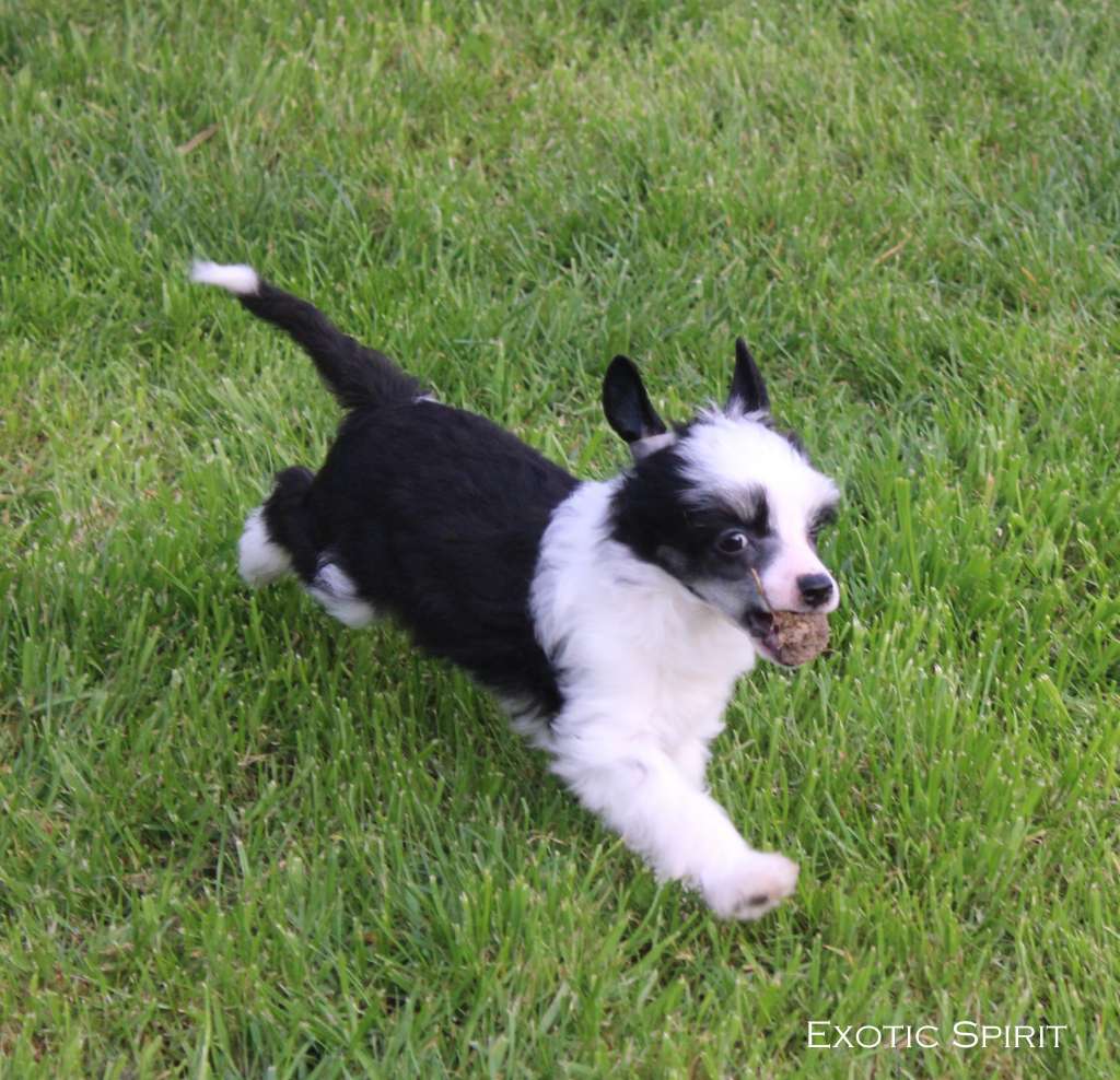 Exotic Spirit Sexy and I Know it