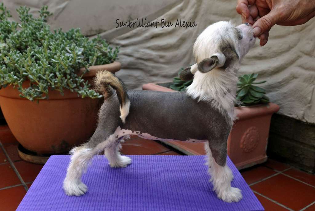 Sunbrilliant Blu Alexia