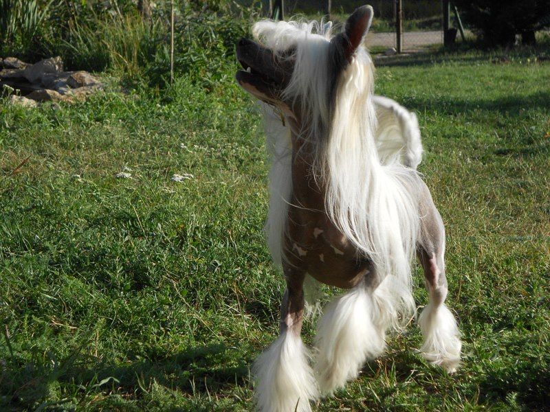 Giacomo Puccini from Goldhunter Angel's