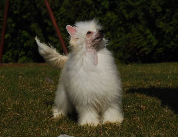 Golden Diamond Cresteds Ralphie