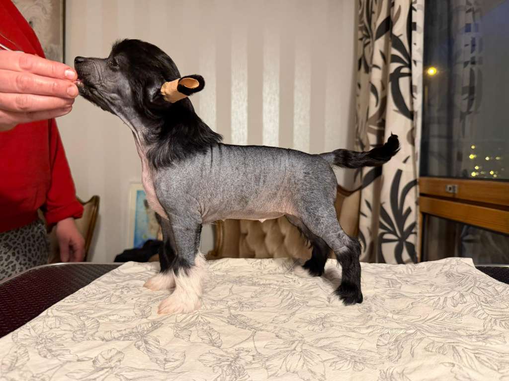 Crestwood Unexpected Twist