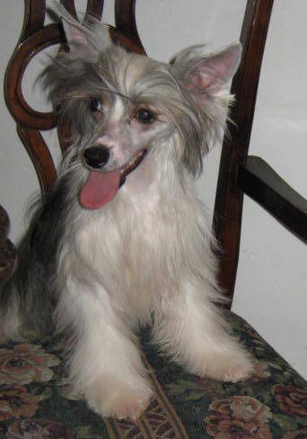 Dulce PP Von Lusylyork