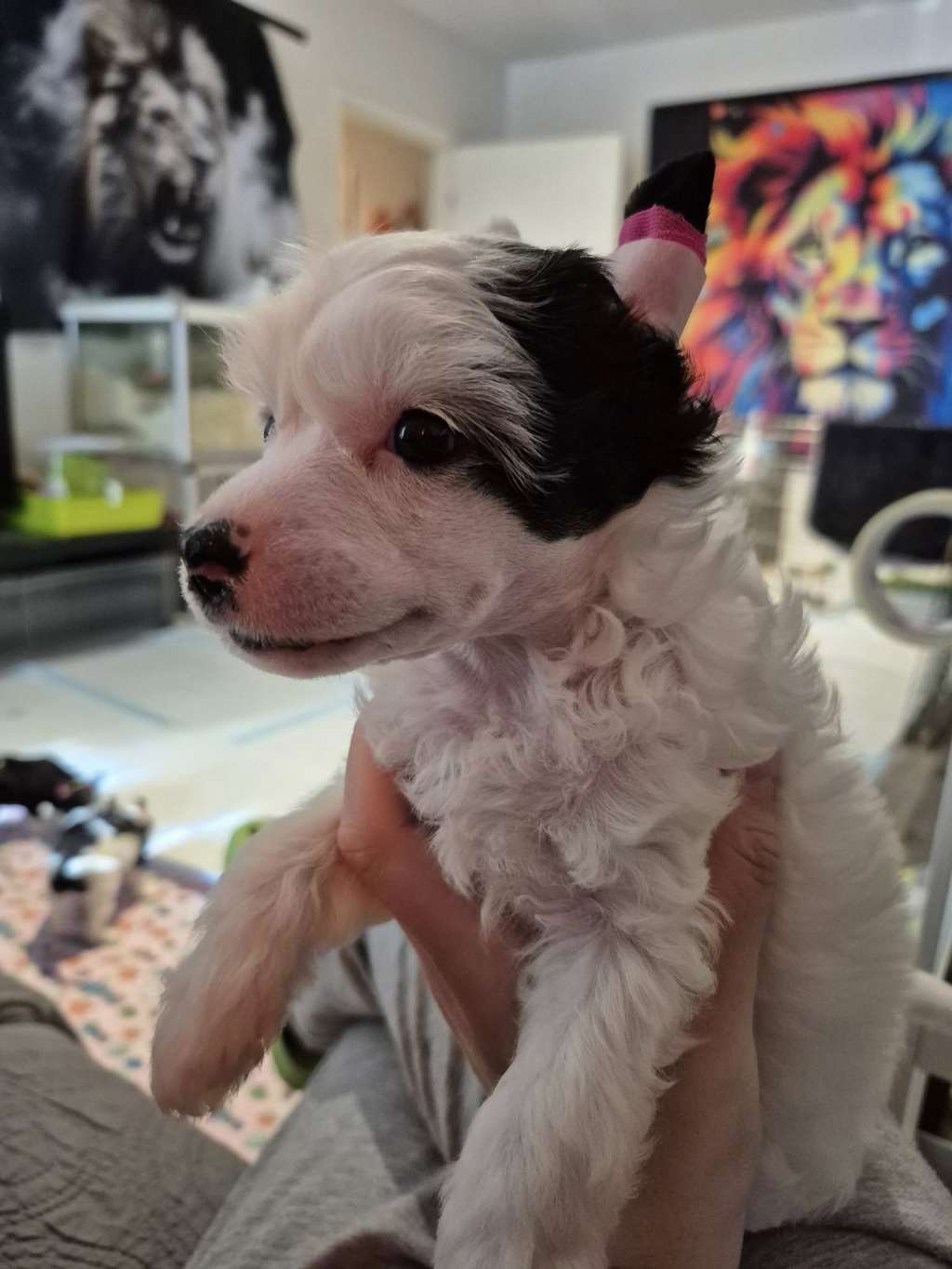 Xtra Bold High School Frenemy