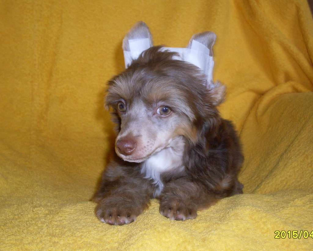 Charuyuschiy Soblazn Zarich