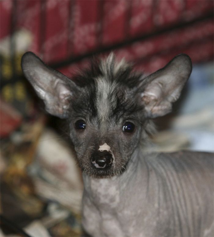 Entourage Paranoid Android