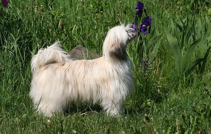 Chattanooga's Good As Gold