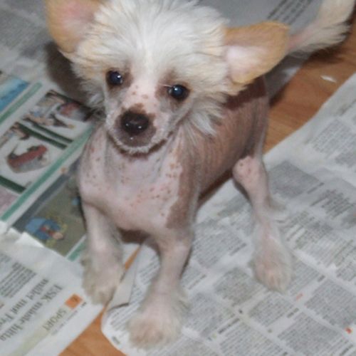 Superlines Lovely Eleni