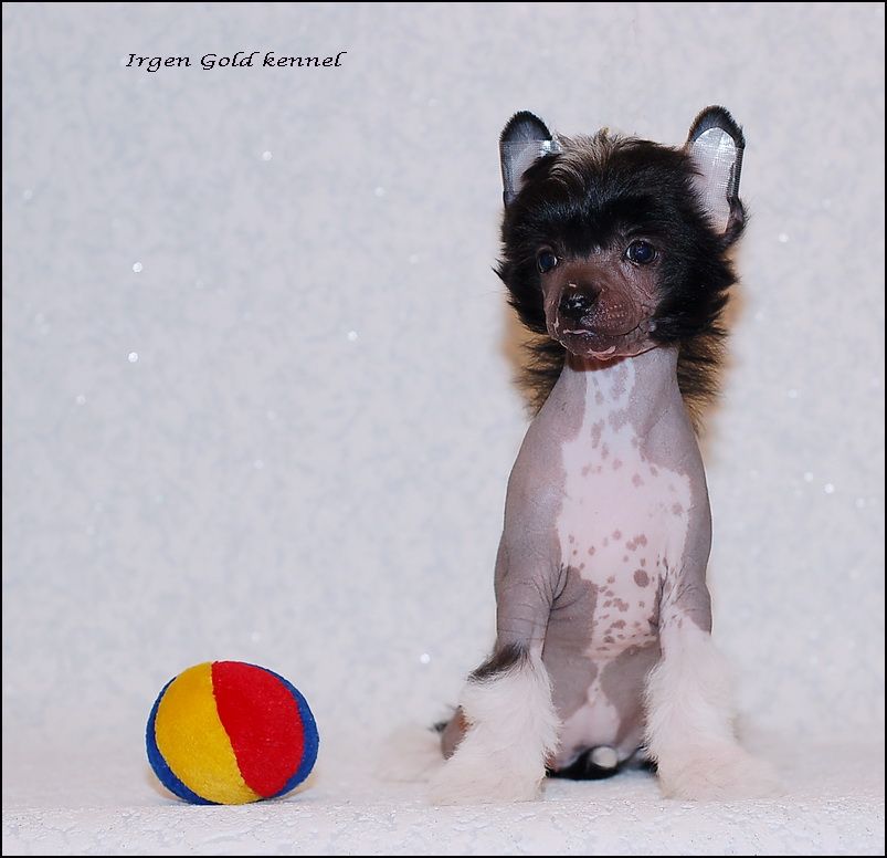 Irgen Gold Zinnia Elegans