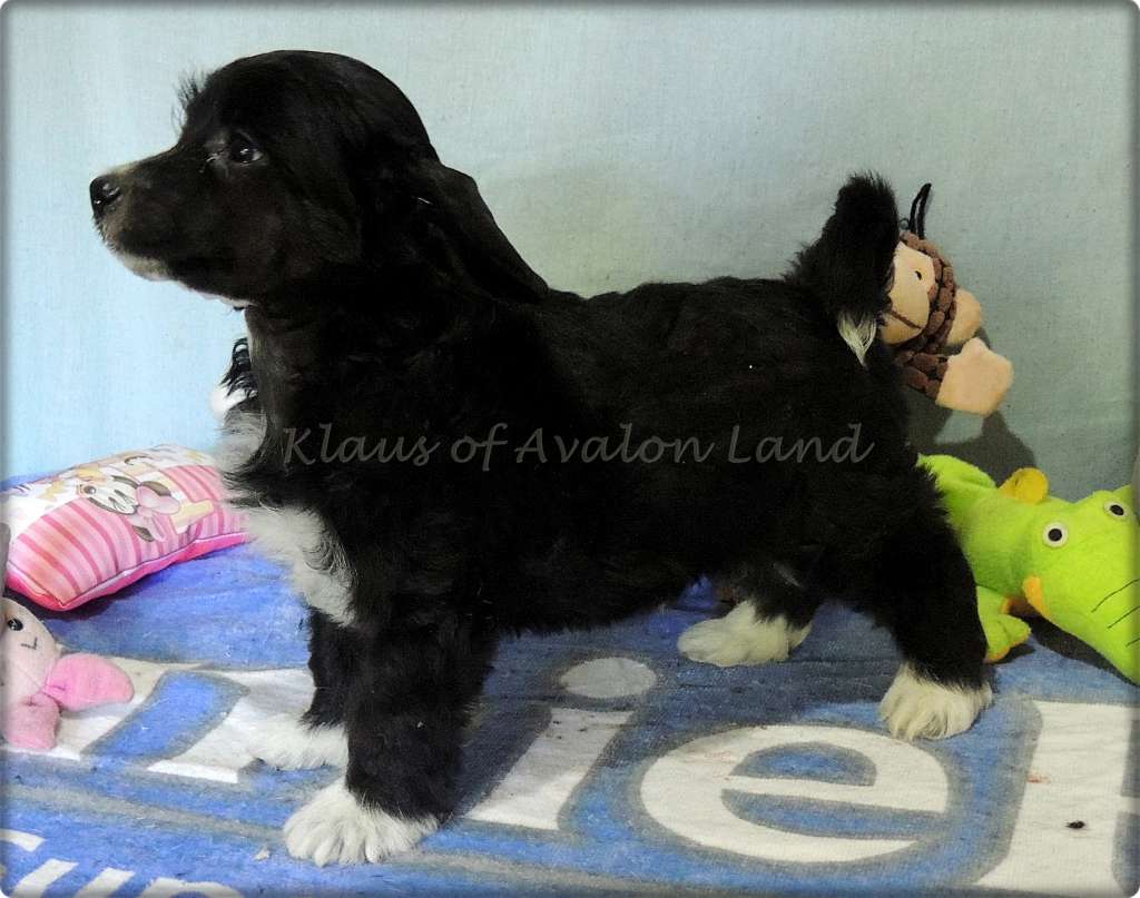 Klaus Pp Of Avalon Land