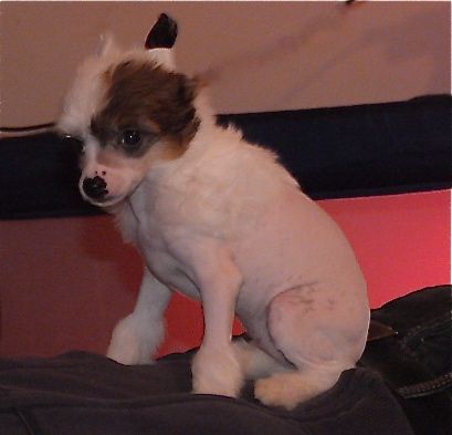 Taï Mandchou's Ixia Blue