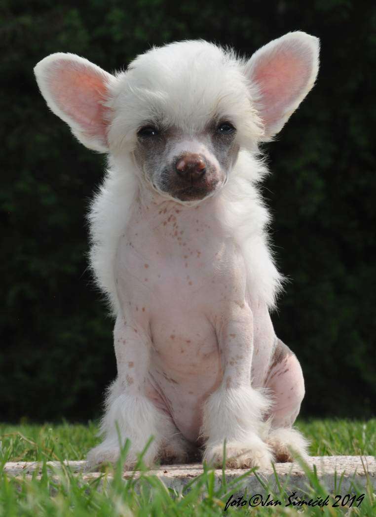 Cassiopea  Modry kvet