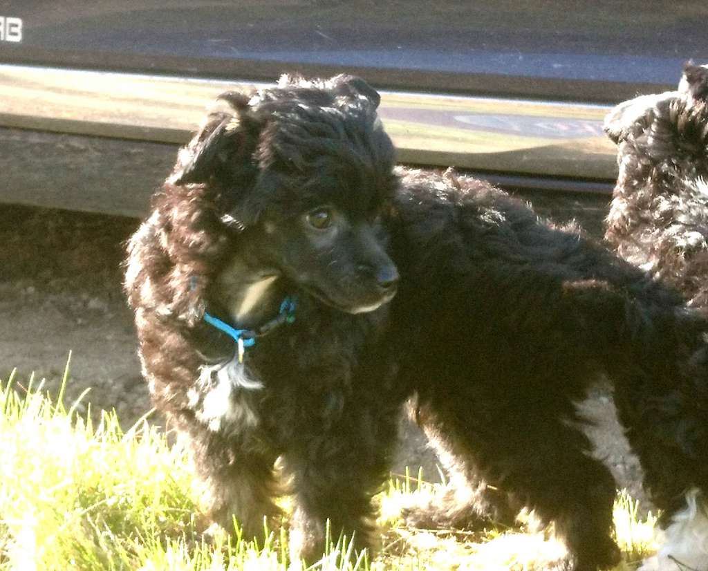 Farz Aneh Prince Kheldar