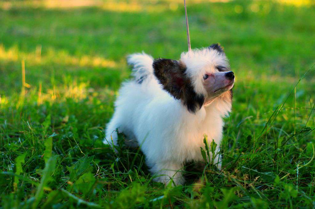 Britney Spears iz Serebryanogo Raya