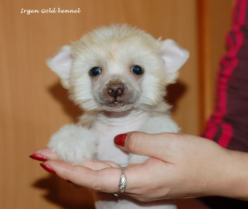 Irgen Gold Love By Nina