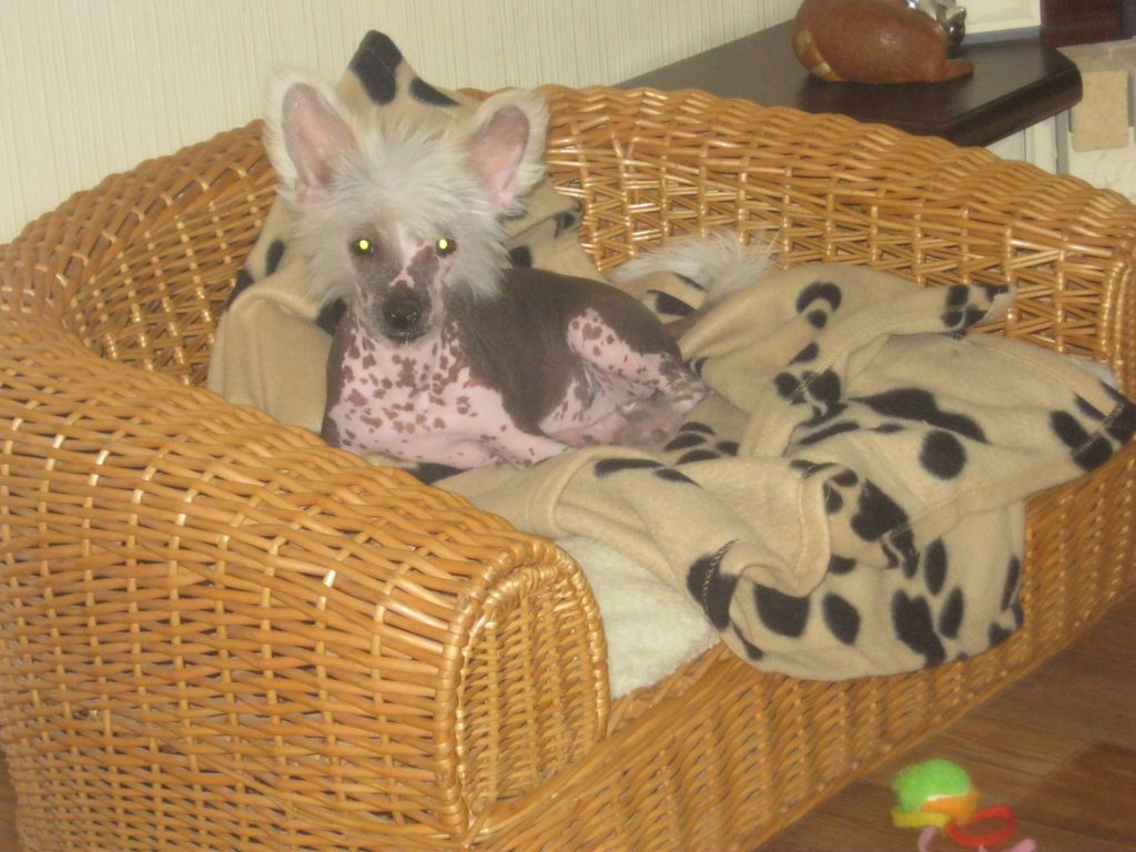 Gidaori Zealous Kiss