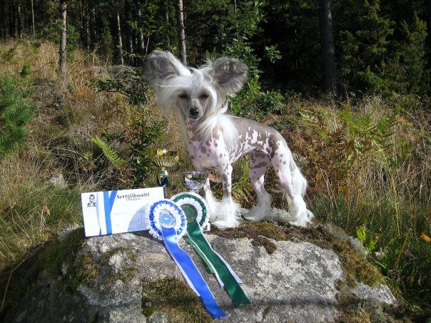 Zorrazo Miss Shagwell