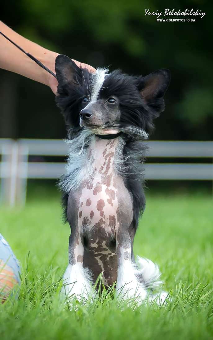 Naomi Planet Of Dream