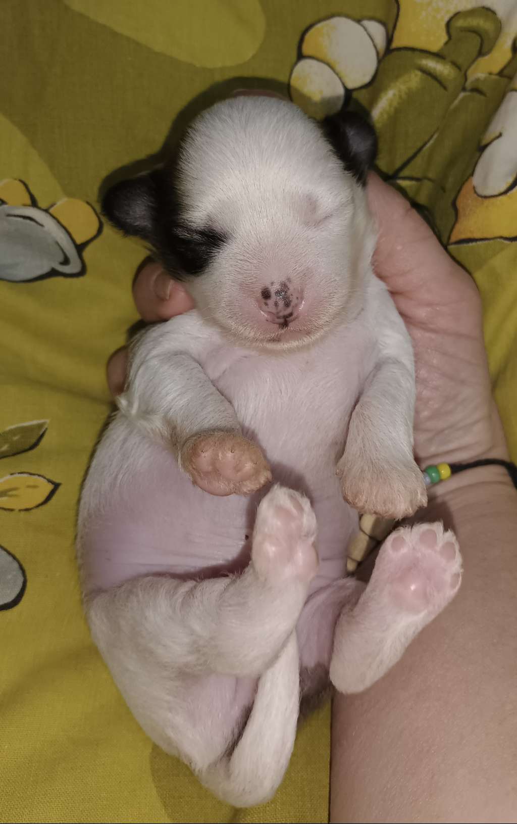 Ilatani Style New Level