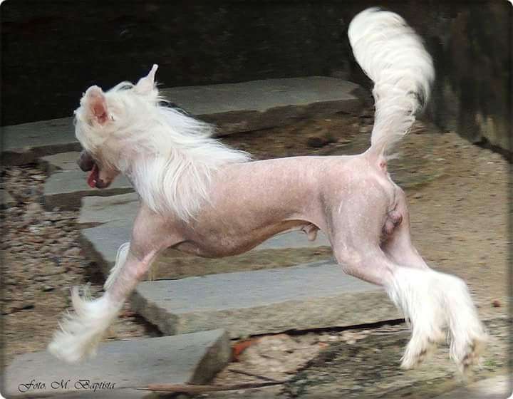 Hl Caleb Of Avalon Land