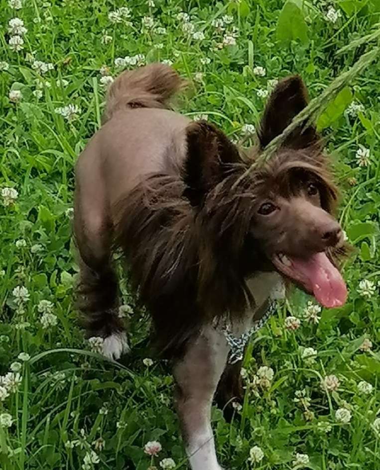 Milisenta Hloya Magical Flower